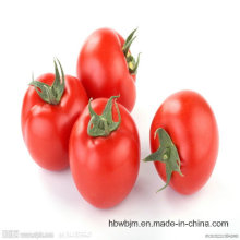 Консервированные / консервированные помидоры